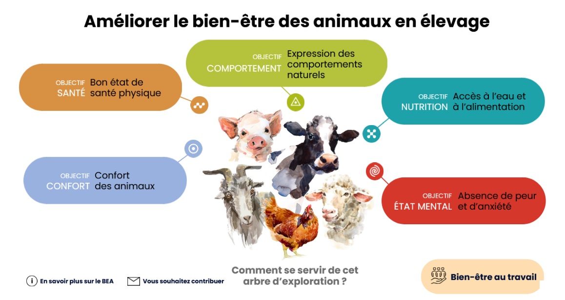 Schéma Améliorer BEA en élevage.jpg Schéma Améliorer BEA en élevage.jpg
